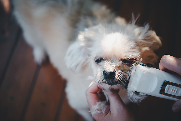 포토 JPG 해외이미지 한마리 손 응시 털 실내 들기 아웃포커스 신체부위 하이앵글 귀여움 강아지 바리깡 애견미용 애견미용사 나무배경 믹스견 해외포토 1 시선 뷰포인트 백그라운드 컨셉 모션 촬영기법 사람 내부 반려동물 뷰티 개 미용사 파일형식 이미지허브