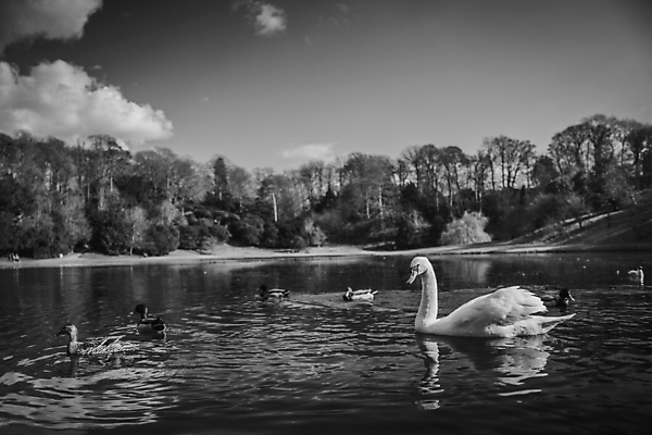 포토 JPG 해외이미지 나무 동물 물결 여행 밭 자연 조류 하늘 휴식 잉글랜드 그림자 풍경 사람없음 야외 초록색 물 파란색 강 햇빛 태양 뷰티 반사 갈색 평화 걷기 맑음 침묵 봄 폭포 흐름 가을 흰색 시골 개울 그늘 요크셔테리어 백조 주말 북쪽 내추럴 수녀원 파멸 해외포토 자연요소 식물 계절 컬러 컨셉 농업 모션 날씨 영국 소리 테리어 방향 생태계 파일형식 소멸 이미지허브