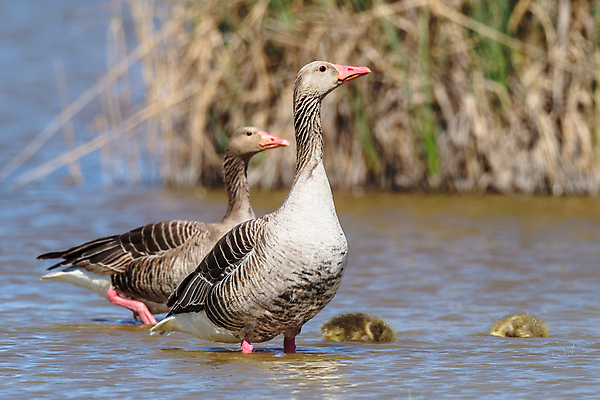 포토 JPG 해외이미지 동물 척추동물 야생동물 백그라운드 밭 날개 모션 자연 조류 생물 함께함 사람없음 야외 가로 초록색 파란색 걷기 화목 회색 도전 흰색 오픈 그룹 대표 토론 깃털 부리 슛 팩 부름 목 거위 질서 계산서 내추럴 동물상 리듬 해외포토 컬러 컨셉 농업 신체부위 조형물 화장품 예절 생태계 파일형식 이미지허브