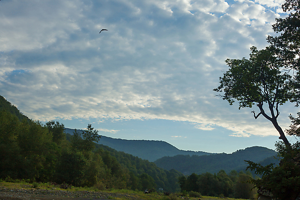포토 JPG 해외이미지 나무 구름 자연 조류 하늘 아침 산 풍경 사람없음 초록색 여름 파란색 숲 언덕 해외포토 주간 자연요소 식물 동물 계절 컬러 생태계 파일형식 이미지허브