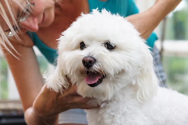 포토 JPG 해외이미지 여자 실내 한명 상반신 성인 앞모습 반려동물 잡기 개 테리어 돌봄 애견미용 성인여자한명만 해외포토 동물 1 뷰포인트 포유류 모션 사람 내부 뷰티 여자한명만 성인여자만 파일형식 이미지허브