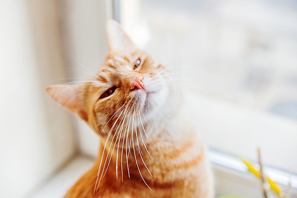 포토 JPG 해외이미지 한마리 응시 실내 사람없음 아웃포커스 반려동물 고양이 반려묘 해외포토 동물 1 시선 포유류 촬영기법 내부 파일형식 이미지허브