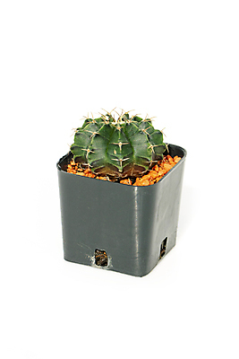 포토 JPG 해외이미지 식물 꽃 화분 화초 백그라운드 컨셉 잎 자연 선인장 주택 사람없음 내부 장식 초록색 뷰티 정원 사막 성장 흰색 신선 가시 냄비 작음 묘사 원예 날카로움 스파이크 내추럴 고립 심기 해외포토 컬러 모션 취미 건물 솥 크기 생태계 파일형식 이미지허브