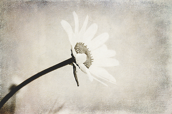 포토 JPG 해외이미지 식물 계절 꽃 백그라운드 밭 사람없음 장식 여름 작음 수집 무료 오리지널 캐모마일 해외포토 농업 크기 허브 파일형식 이미지허브