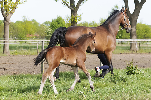 포토 JPG 해외이미지 동물 1 응시 행복 백그라운드 밭 자연 엄마 휴식 새로움 사람없음 야외 초록색 반려동물 컬러풀 뷰티 농장 갈색 맑음 봄 흰색 시골 신생아 승마 작음 조랑말 망아지 해외포토 시선 계절 감정 새끼 스포츠 컬러 컨셉 농업 가족 날씨 아기 말_동물 크기 생태계 파일형식 이미지허브
