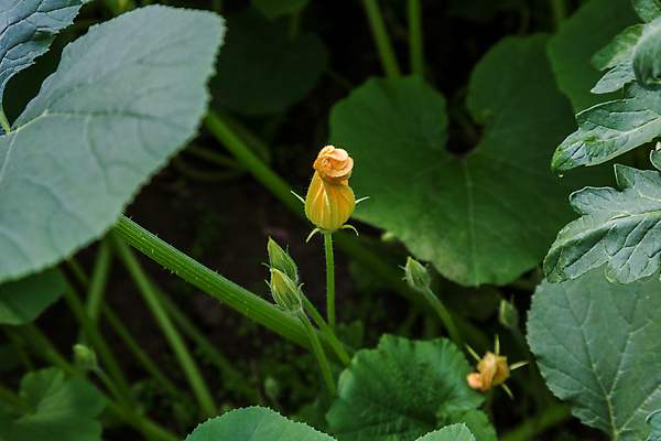포토 JPG 해외이미지 음식 밭 농업 채소 호박 사람없음 초록색 울타리 농장 마을 정원 성장 신선 속눈썹 원예 망사 채소밭 밭일 온실 그리너리 해외포토 산업 컬러 취미 담장 직물 눈썹 파일형식 트랜드컬러 이미지허브