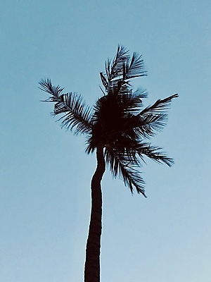 포토 JPG 해외이미지 나무 식물 실루엣 바다 섬 여행 잎 과일 자연 하늘 휴가 손바닥 풍경 사람없음 초록색 여름 파란색 야자수 태양 정원 맑음 어둠 봄 흰색 나뭇가지 저녁 숲 큼 코코넛 내추럴 고립 이국적 파라다이스 해외포토 자연요소 손 계절 컬러 날씨 촬영기법 야간 크기 생태계 파일형식 이미지허브