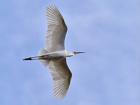 포토 JPG 해외이미지 동물 야생동물 모션 자연 조류 하늘 사람없음 야외 공중 가로 물 햇빛 환경 봄 새벽 자유 잡기 우아함 습지 큼 왜가리 순수 깃털 부리 광 단아함 해외포토 자연요소 계절 컨셉 태양 크기 생태계 파일형식 이미지허브