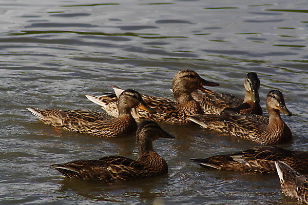포토 JPG 해외이미지 동물 커플 여자 호수 음식 백그라운드 인터넷 신체 조류 주택 오리 사랑 서기 사람 사람없음 야외 물 사무실 갈색 파티 걷기 수영 그룹 책상 거위 물새 청둥오리 고립 돌봄 해외포토 자연요소 감정 컬러 가구 비즈니스 관계 모션 이벤트 건물 수상스포츠 파일형식 이미지허브