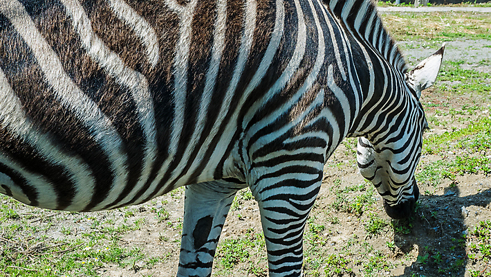 포토 JPG 해외이미지 동물 라이프스타일 손 공원 여자 야생동물 어린이 음식 가족 자연 세포 함께함 동물원 사람 성인 사람없음 야외 초록색 울타리 반려동물 여행객 검은색 아기 관찰 아빠 먹이 먹기 감옥 주말 얼룩말 새장 내추럴 해외포토 공공시설 컬러 컨셉 관계 모션 생활 신체부위 담장 말_동물 생태계 케이지 파일형식 이미지허브