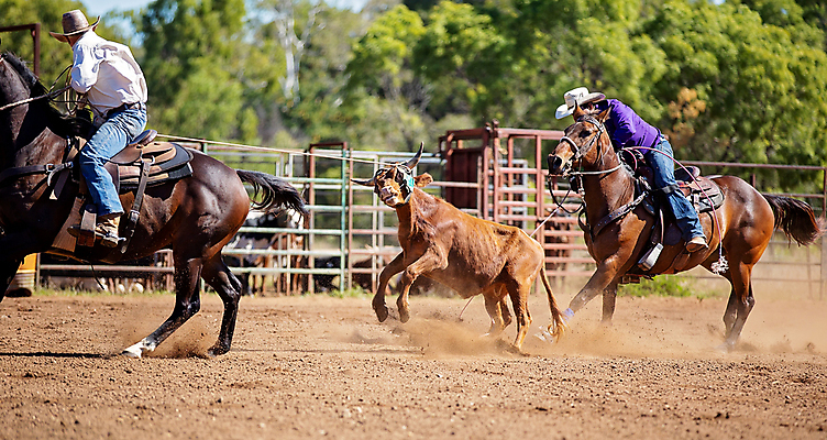 포토 JPG 해외이미지 동물 문화 밧줄 스포츠 포즈 모션 자연 사람없음 달리기 가축 경쟁 경기장 공연 운전 시골 소 승마 카우보이 호주 승차 속도 황소 쇼 먼지 로데오 송아지 라이더 서쪽 토너먼트 해외포토 줄 새끼 컨셉 포유류 스포츠시설 이벤트 오세아니아 방향 생태계 파일형식 이미지허브
