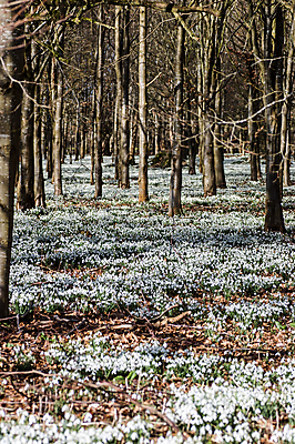 포토 JPG 해외이미지 나무 계절 꽃 꽃무늬 사람없음 야외 목재 세로 봄 흰색 숲 삼림지대 헌병 많음 해외포토 식물 컬러 컨셉 무늬 재료 군인 파일형식 이미지허브