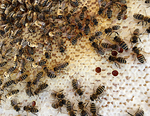 포토 JPG 해외이미지 모양 동물 라이프스타일 음식 곤충 백그라운드 패턴 자연 프레임 세포 사람없음 약 노란색 머리빗 업무 황금 달콤 꿀벌 벌 묘사 질감 바쁨 꽃가루 육각형 꿀 고무 여왕 벌집 내추럴 고립 밀랍 양봉 양봉장 어려움 왁스 진짜 폴리곤 해외포토 도형 컬러 무늬 의학 생활 미용용품 작업 맛 벌_곤충 가루 생태계 파일형식 이미지허브