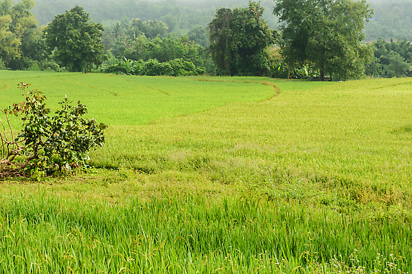 포토 JPG 해외이미지 식물 아시아 음식 농업 태국 자연 밥 아침 동양인 풍경 사람없음 야외 초록색 농장 수확 물방울 닫기 유기농 내추럴 해외포토 주간 웰빙 나라 산업 컬러 모션 인종 생태계 파일형식 이미지허브
