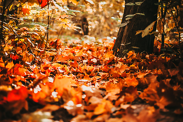 포토 JPG 해외이미지 백그라운드 단풍 낙엽 풍경 사람없음 야외 아웃포커스 햇빛 주황색 가을 풀 숲 해외포토 식물 계절 컬러 잎 촬영기법 태양 파일형식 이미지허브