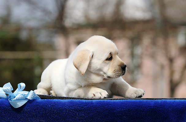 포토 JPG 해외이미지 응시 행복 어린이 놀이 탁자 사람없음 파란색 반려동물 노란색 귀여움 기쁨 개 리트리버 달콤 강아지 래브라도리트리버 위치 창백 기르기 유래 해외포토 동물 시선 감정 컬러 가구 컨셉 포유류 사람 맛 돌봄 파일형식 이미지허브