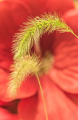 포토 JPG 해외이미지 디자인 백그라운드 패턴 자연 사람없음 빨간색 부드러움 해외포토 컬러 무늬 감각 생태계 파일형식 이미지허브
