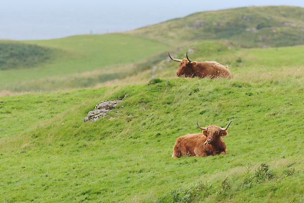 포토 JPG 해외이미지 응시 남자 음식 섬 2 농업 털 뿔 풍경 사람없음 초록색 친구 갈색 맑음 힘 코트 시골 오픈 쌍 소 선탠 큼 땅 먹기 황소 부드러움 멀리 솜털 산악지대 기르기 밭일 찰과상 힘찬 카피스페이스 스코틀랜드 해외포토 시선 산업 컬러 컨셉 포유류 관계 모션 날씨 영국 산 사람 공백 외투 감각 상처 크기 돌봄 파일형식 이미지허브