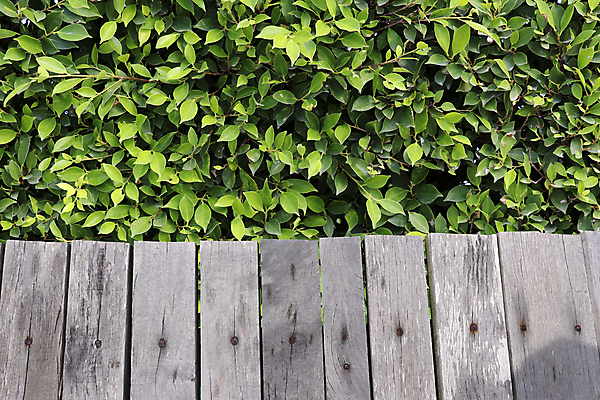 포토 JPG 해외이미지 나무 디자인 계절 공원 벽 백그라운드 잎 패턴 자연 벽지 풍경 사람없음 야외 목재 가로 세로 초록색 여름 울타리 정원 회색 흰색 시골 못 역사 보호 널 부식 원예 질감 보안 내추럴 뒤뜰 수목 옛날 줄서기 수평선 전경 해외포토 식물 공공시설 컬러 컨셉 무늬 재료 모션 안전 취미 담장 공구 생태계 파일형식 탑뷰 이미지허브