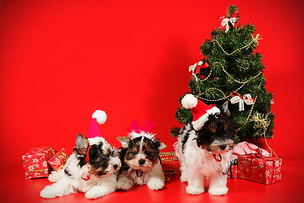 포토 JPG 해외이미지 나무 동물 1 행복 새끼 백그라운드 크리스마스 공 휴가 새로움 털 미소 사람없음 장식 빨간색 반려동물 산타클로스 귀여움 검은색 거울 흰색 개 달콤 강아지 작음 샴페인 요크셔테리어 테리어 연도 사진사 활 솜털 송곳니 기르기 비버 삼색 해외포토 식물 기념일 감정 컬러 컨셉 포유류 주류 표정 맛 치아 크기 작가 돌봄 파일형식 이미지허브