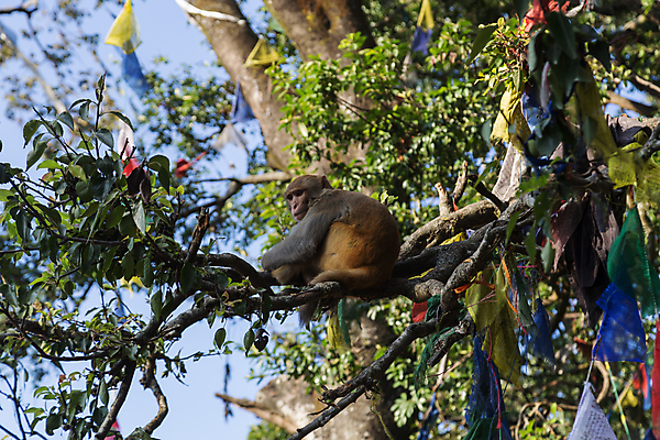 포토 JPG 해외이미지 나무 동물 아시아 종교 문화 야생동물 여행 불교 장난 포유류 자연 동양인 사람없음 야외 원숭이 깃발 아기 사찰 유머 심볼 신성 네팔 유인원 사리탑 카트만두 힌두교 해외포토 식물 감정 나라 종교건축 사람 인종 탑 생태계 파일형식 이미지허브