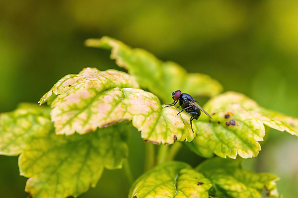 포토 JPG 해외이미지 식물 동물 계절 꽃 야생동물 나비 곤충 백그라운드 잎 날개 자연 사람없음 야외 초록색 빛 컬러풀 정원 닫기 해충 벌레 위험 작음 무서움 딱정벌레 묘사 싱글 생물학 무당벌레 거미 내추럴 고립 오싹 해외포토 교육 감정 컬러 컨셉 모션 크기 생태계 파일형식 이미지허브