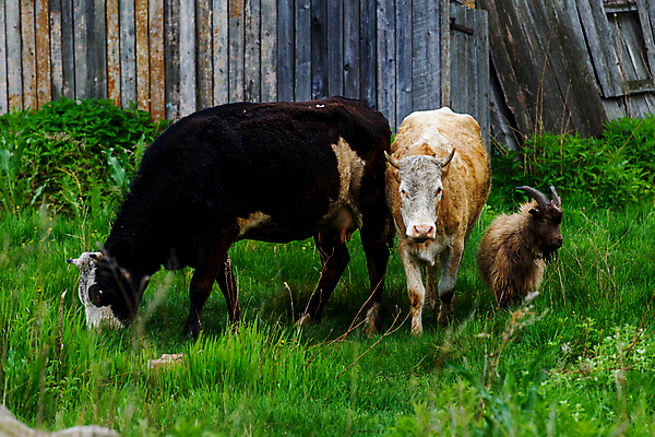 포토 JPG 해외이미지 나무 동물 공원 유럽 여행 잎 밭 오렌지 자연 하늘 산 주택 뿔 풍경 사람없음 목재 빨간색 초록색 파란색 울타리 컬러풀 태양 노란색 맑음 목장 종 가을 시골 소 숲 방목 언덕 광택 폴란드 10월 전국 해외포토 자연요소 식물 계절 공공시설 나라 컬러 농업 과일 재료 포유류 날씨 건물 담장 날짜 축산업 생태계 파일형식 이미지허브
