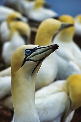 포토 JPG 해외이미지 동물 커플 야생동물 바다 자연 조류 풍경 사람없음 야외 물 여름 노란색 맑음 흰색 둥지 북쪽 내추럴 식민지 해외포토 자연요소 계절 컬러 관계 날씨 방향 생태계 파일형식 이미지허브