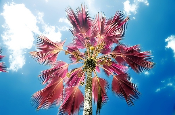 포토 JPG 해외이미지 구름 분홍색 하늘 사람없음 야외 야자수 세이셸 야자수잎 해외포토 자연요소 나무 컬러 잎 아프리카 파일형식 이미지허브