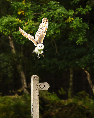 포토 JPG 해외이미지 동물 영어 응시 얼굴 야생동물 백그라운드 날개 자연 조류 영국 잉글랜드 사람없음 야외 초록색 머리 침묵 흰색 시골 숲 먹이 깃털 부리 육식동물 리프트 부엉이 사냥꾼 내추럴 외양간 삼림지대 해외포토 직업 문자 시선 유럽 컬러 신체부위 소리 생태계 파일형식 이미지허브