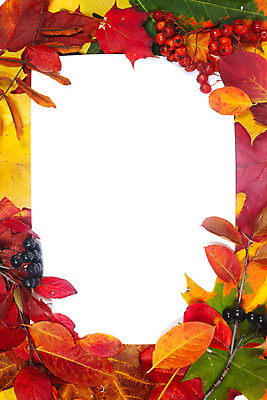 포토 JPG 해외이미지 나무 식물 계절 열매 종이 백그라운드 단풍 잎 패턴 오렌지 텍스트 자연 프레임 건조 사람없음 장식 빨간색 초록색 컬러풀 뷰티 갈색 노란색 세일 활발 가을 흰색 황금 숲 9월 묘사 질감 10월 내추럴 고립 카피스페이스 해외포토 컬러 컨셉 무늬 과일 공백 날짜 생태계 파일형식 이미지허브