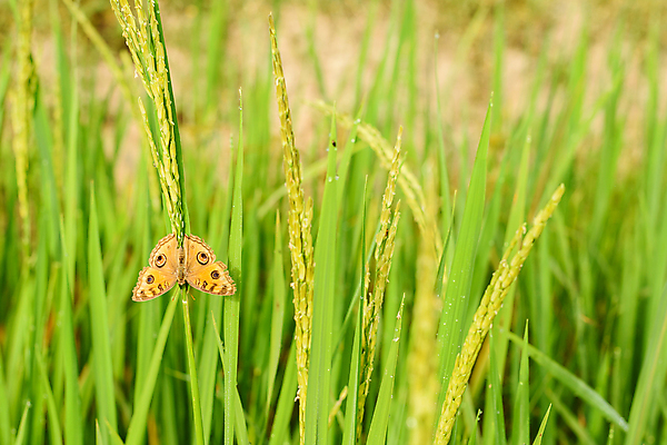 포토 JPG 해외이미지 식물 아시아 음식 나비 농업 태국 자연 밥 아침 매달리기 동양인 풍경 사람없음 야외 초록색 농장 수확 물방울 닫기 유기농 내추럴 해외포토 주간 웰빙 나라 산업 컬러 곤충 모션 인종 생태계 파일형식 이미지허브
