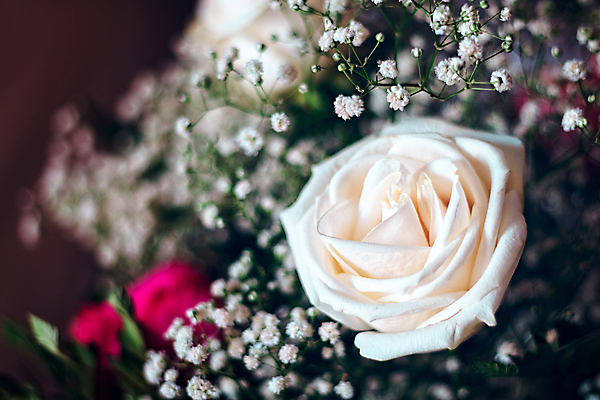 포토 JPG 해외이미지 식물 1 계절 기념일 꽃잎 꽃 꽃다발 결혼 백그라운드 꽃무늬 자연 결혼식 발렌타인데이 선물 사랑 사람없음 장식 뷰티 장미 검은색 벚꽃 흰색 신선 닫기 열정 부드러움 고립 해외포토 감정 컬러 무늬 모션 데이이벤트 이벤트 감각 생태계 파일형식 이미지허브