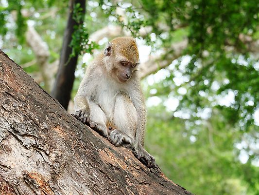 포토 JPG 해외이미지 나무 동물 야생동물 줄기 잎 장난 태국 자연 엄마 앉기 사람없음 초록색 갈색 원숭이 숲 모피 오르기 보케 솜털 진짜 해외포토 식물 아시아 컬러 포유류 가족 모션 생태계 파일형식 이미지허브