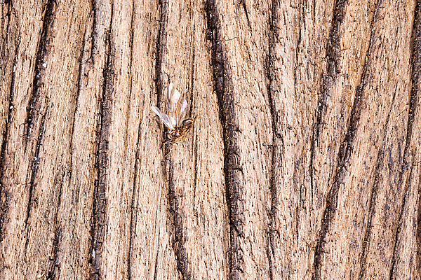 포토 JPG 해외이미지 나무 백그라운드 패턴 자연 표면 날씨 추상 건조 사람없음 목재 갈색 어둠 수확 시간 판넬 거친 널 낟알 묘사 질감 매듭 내추럴 그런지 수목 옛날 해외포토 식물 컬러 무늬 농업 재료 생태계 파일형식 이미지허브
