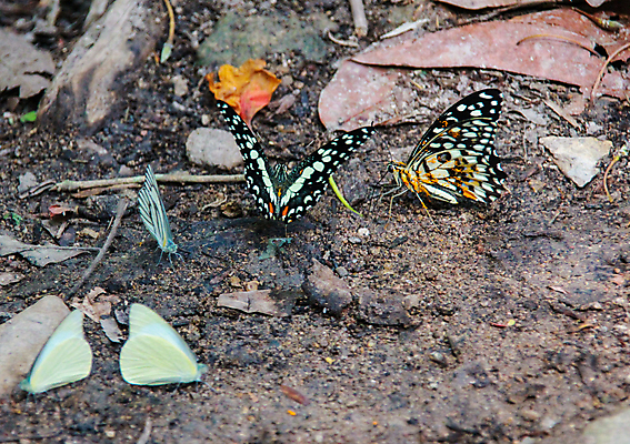 포토 JPG 해외이미지 동물 꽃 야생동물 곤충 백그라운드 자연 풍경 사람없음 야외 초록색 여름 컬러풀 햇빛 뷰티 갈색 노란색 환경 정원 검은색 봄 흰색 그룹 벌레 소프트포커스 숲 작음 묘사 자연백그라운드 버터 내추럴 동물상 땅바닥 양치류 해외포토 식물 계절 컬러 바닥 촬영기법 태양 조형물 크기 생태계 파일형식 이미지허브