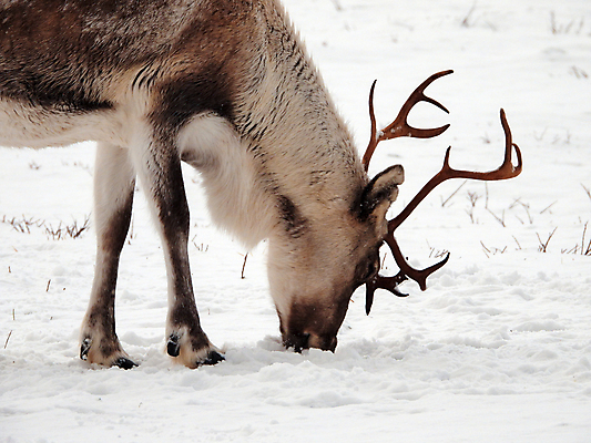 포토 JPG 해외이미지 주간 야생동물 겨울 사슴 노르웨이 풍경 사람없음 야외 해외포토 자연요소 동물 계절 유럽 포유류 파일형식 이미지허브
