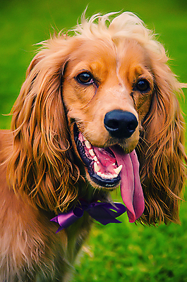 포토 JPG 해외이미지 동물 1 영어 응시 공원 행복 백그라운드 자연 앉기 사람없음 야외 초록색 반려동물 갈색 정원 봄 스패니얼 흰색 아기 개 달콤 강아지 송곳니 내추럴 고립 해외포토 문자 시선 계절 공공시설 감정 컬러 포유류 모션 사람 맛 치아 생태계 파일형식 이미지허브