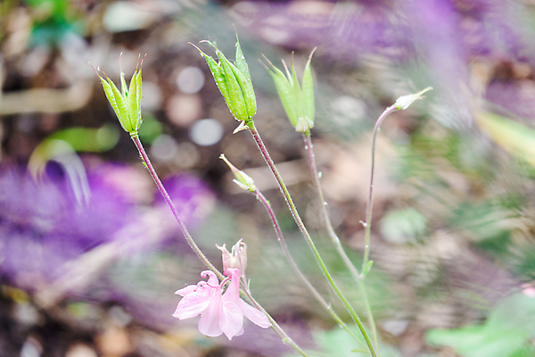 포토 JPG 해외이미지 식물 꽃 백그라운드 꽃무늬 자연 추상 건조 씨앗 사람없음 야외 초록색 여름 뷰티 갈색 머리 정원 수확 가을 개화 원예 내추럴 꼬투리 해외포토 계절 컬러 무늬 농업 취미 신체부위 생태계 파일형식 이미지허브