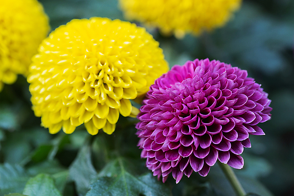 포토 JPG 해외이미지 식물 계절 꽃잎 꽃 꽃다발 백그라운드 잎 꽃무늬 패턴 자연 벽지 추상 국화 동양인 풍경 사람없음 야외 장식 초록색 여름 뷰티 정원 보라색 봄 벚꽃 가을 신선 개화 민들레 묘사 데이지 아로마 내추럴 고립 파스텔톤 해외포토 컬러 무늬 인종 생태계 파일형식 이미지허브