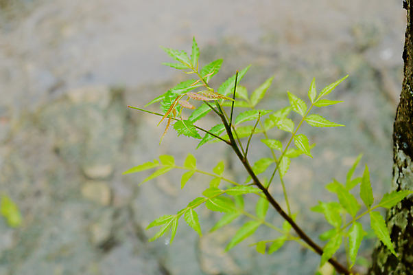 포토 JPG 해외이미지 나무 꽃잎 꽃 백그라운드 단풍 잎 자연 아침 날씨 사람없음 가로 초록색 물 컬러풀 정원 봄 젖음 성장 벚꽃 농촌 변화 떨어짐 숲 이슬 작음 빗방울 웅덩이 모종 열대기후 해외포토 주간 자연요소 식물 계절 컬러 컨셉 시골 비_날씨 크기 생태계 파일형식 이미지허브