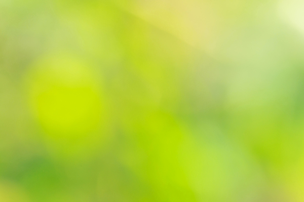 포토 JPG 해외이미지 백그라운드 자연 추상 사람없음 초록색 빛 보케 블러 해외포토 컬러 무늬 생태계 파일형식 이미지허브