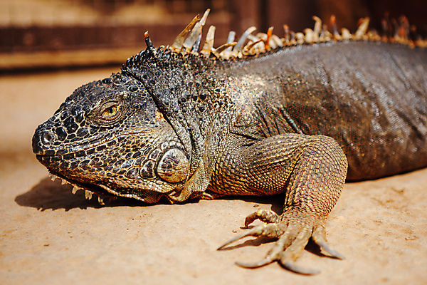 포토 JPG 해외이미지 동물 척추동물 야생동물 파충류 자연 동물원 사람없음 야외 초록색 태양 맑음 용 스페인 큼 피부 도마뱀 이구아나 리빙 내추럴 몬스터 옛날 이국적 해외포토 자연요소 유럽 컬러 날씨 신체부위 크기 생태계 파일형식 이미지허브