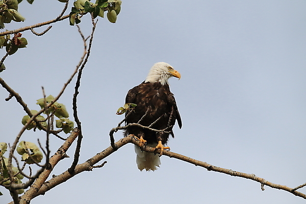 포토 JPG 해외이미지 주간 나무 야생동물 사람없음 야외 독수리 흰머리독수리 해외포토 자연요소 식물 동물 조류 파일형식 이미지허브