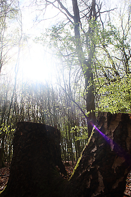 포토 JPG 해외이미지 나무 구름 꽃 유럽 도로 길 여행 곡선 자연 하늘 산 풍경 잔디 사람없음 야외 초록색 여름 파란색 빛 태양 맑음 봄 운전 시골 숲 땅 먼지 루마니아 내추럴 굴곡 땅바닥 루트 방법 트란실바니아 수평선 해외포토 자연요소 식물 계절 나라 선 컬러 교통시설 모션 날씨 바닥 생태계 파일형식 이미지허브