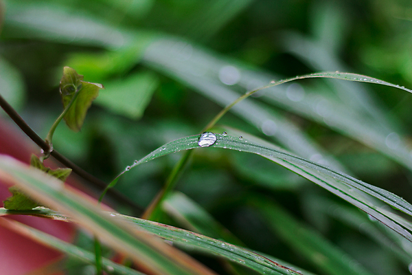 포토 JPG 해외이미지 식물 동물 라이프스타일 야생동물 곤충 백그라운드 잎 자연 아침 날씨 사람없음 야외 초록색 물 여름 뷰티 환경 정원 침묵 봄 거품 젖음 성장 물방울 신선 투명 액체 떨어짐 보호 이슬 빗방울 순수 질감 내추럴 완전 해외포토 주간 자연요소 계절 컬러 컨셉 생활 소리 비_날씨 생태계 파일형식 이미지허브