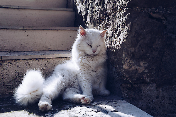 포토 JPG 해외이미지 동물 응시 행복 얼굴 여행 백그라운드 컨셉 포유류 자연 휴식 거리 주택 털 앉기 사람없음 야외 반려동물 뷰티 귀여움 고양이 흰색 보행자 핥기 씻기 청소 혀 지중해 솜털 노숙자 거짓말 기르기 위생관리 유래 해외포토 시선 감정 바다 컬러 모션 관리 건물 신체부위 청결 입 생태계 돌봄 파일형식 이미지허브