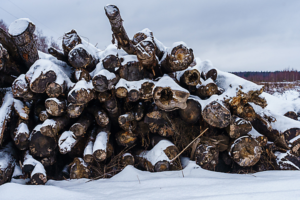 포토 JPG 해외이미지 나무 산업 겨울 비즈니스 자연 건조 사람없음 야외 목재 쌓기 에너지 흰색 시골 그룹 제조 주식 숲 장작 가난 자르기 준비 생태계 날것 통나무 나무껍질 연료 자작나무 자원 다리찢기 내추럴 벌목 수목 개조 해외포토 식물 계절 컬러 컨셉 재료 모션 금융 껍질 파일형식 이미지허브