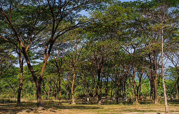 포토 JPG 해외이미지 동물 백그라운드 밭 농업 포유류 자연 산 풍경 사람없음 초록색 파란색 농장 농경지 걷기 맑음 검은색 가축 소고기 흰색 시골 소 닫기 군중 숲 방목 땅 언덕 밭일 해외포토 산업 컬러 모션 날씨 육류 사람 축산업 생태계 파일형식 이미지허브