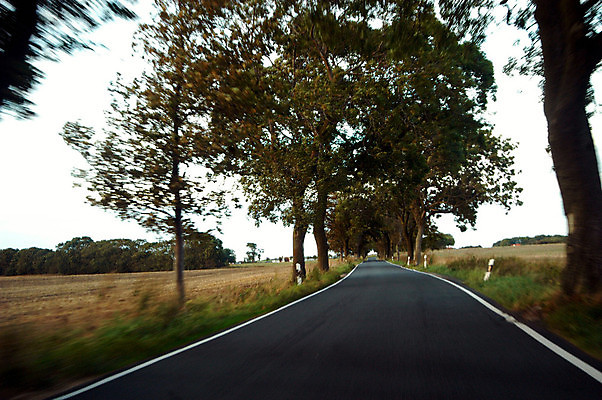 포토 JPG 해외이미지 나무 도로 길 거리 사람없음 연결 루트 방법 해외포토 식물 교통시설 파일형식 이미지허브